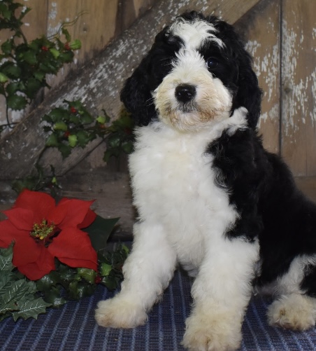 puppy, for, sale, Bernedoodle, Aaron S. King, Jr, dog, breeder, Honey Brook, PA, dog-breeder, puppy-for-sale, forsale, nearby, find, puppyfind, locator, puppylocator, aca